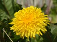 dandelion